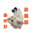 保護猫ユキと保健所猫うみ2（個別スタンプ：14）