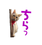 保護猫ユキと保健所猫うみ2（個別スタンプ：15）
