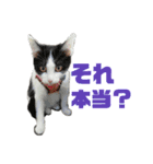 保護猫ユキと保健所猫うみ2（個別スタンプ：16）