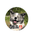 マルちゃんと仲間たち（個別スタンプ：1）
