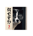マルちゃんと仲間たち（個別スタンプ：7）