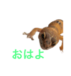 爬虫類＆両生類＆哺乳類（個別スタンプ：1）