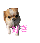 爬虫類＆両生類＆哺乳類（個別スタンプ：7）