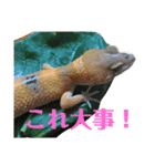 爬虫類＆両生類＆哺乳類（個別スタンプ：11）