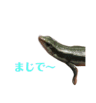 爬虫類＆両生類＆哺乳類（個別スタンプ：18）