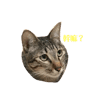 まゆこのねこ（個別スタンプ：1）