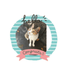 まゆこのねこ（個別スタンプ：5）