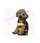 トイプードルのれお（個別スタンプ：2）