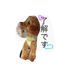 トイプードルのれお（個別スタンプ：4）