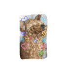トイプードルのれお（個別スタンプ：9）