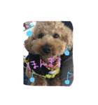 トイプードルのれお（個別スタンプ：10）