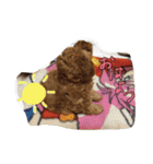 トイプードルのれお（個別スタンプ：21）