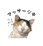 三毛猫くーちゃんPart2（個別スタンプ：1）