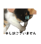 三毛猫くーちゃんPart2（個別スタンプ：2）