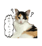 三毛猫くーちゃんPart2（個別スタンプ：3）
