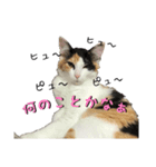 三毛猫くーちゃんPart2（個別スタンプ：4）