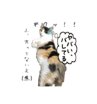三毛猫くーちゃんPart2（個別スタンプ：5）