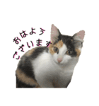 三毛猫くーちゃんPart2（個別スタンプ：8）