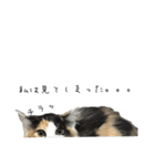 三毛猫くーちゃんPart2（個別スタンプ：9）