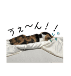 三毛猫くーちゃんPart2（個別スタンプ：10）