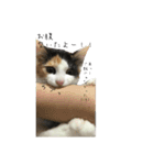 三毛猫くーちゃんPart2（個別スタンプ：11）
