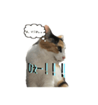 三毛猫くーちゃんPart2（個別スタンプ：13）