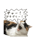 三毛猫くーちゃんPart2（個別スタンプ：14）