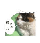三毛猫くーちゃんPart2（個別スタンプ：15）