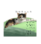 三毛猫くーちゃんPart2（個別スタンプ：16）