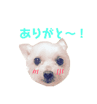 トラのすけとワンコの日々（個別スタンプ：13）