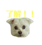 トラのすけとワンコの日々（個別スタンプ：14）