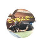 かるぴん（個別スタンプ：1）