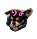 かるぴん（個別スタンプ：8）