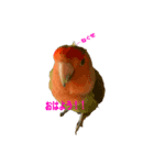 コザクラインコのライム（個別スタンプ：1）