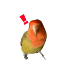 コザクラインコのライム（個別スタンプ：2）