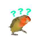 コザクラインコのライム（個別スタンプ：3）