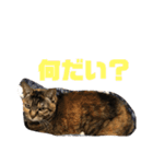 吾輩はトラであるスタンプ（個別スタンプ：5）