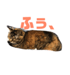 吾輩はトラであるスタンプ（個別スタンプ：11）