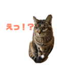 吾輩はトラであるスタンプ（個別スタンプ：15）