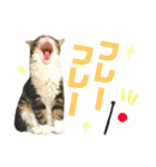 きなこたろんのスタンプ（個別スタンプ：2）