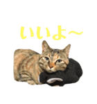 きなこたろんのスタンプ（個別スタンプ：6）