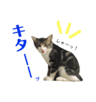 きなこたろんのスタンプ（個別スタンプ：8）