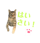 きなこたろんのスタンプ（個別スタンプ：9）