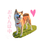 きなこたろんのスタンプ（個別スタンプ：13）