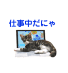 きなこたろんのスタンプ（個別スタンプ：15）