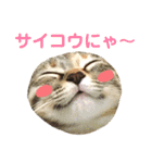 きなこたろんのスタンプ（個別スタンプ：21）