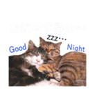 きなこたろんのスタンプ（個別スタンプ：23）