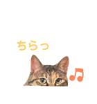 きなこたろんのスタンプ（個別スタンプ：30）