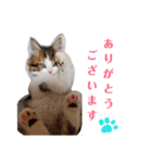 猫のまいまい-日常編-（個別スタンプ：1）