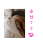 猫のまいまい-日常編-（個別スタンプ：2）